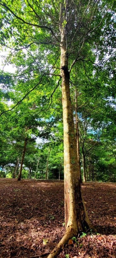 Hospedaje Finca Agroturistica Dona Rufa Rio Sereno Екстер'єр фото